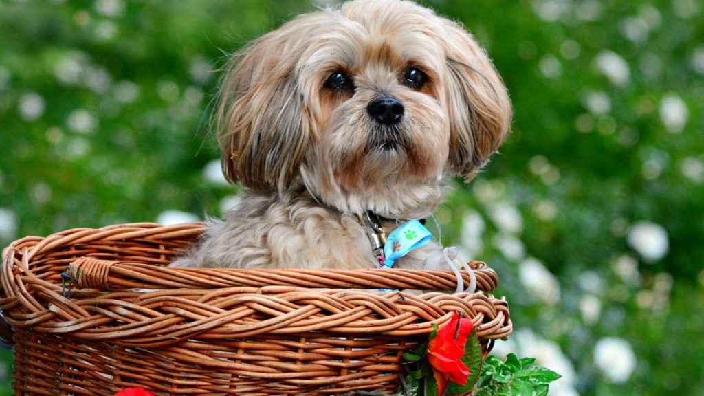 pet grooming